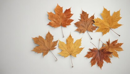 Fototapeta premium Several maple leaves in various stages of decay descending on a pure white background , autumn leaves, macro, decay