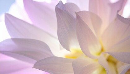 Fototapeta premium Ethereal Still Life Flowers with Soft Petal Patterns and Glowing Textures for Nature Background