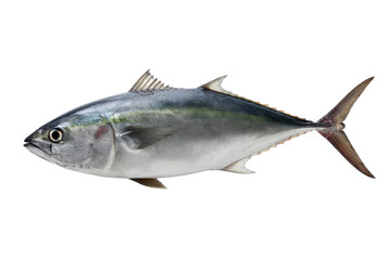 Fresh whole Yellowfin Tuna fish on a transparent background vector, showcasing seafood delicacy and culinary ingredient for healthy eating and gourmet cuisine