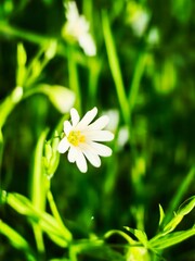 white daisy flower