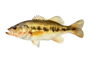 Freshwater Largemouth Bass with Detailed Scales and Fins on a Transparent Background Vector for Fishing and Wildlife Concepts