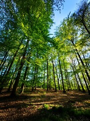 forest in autumn
