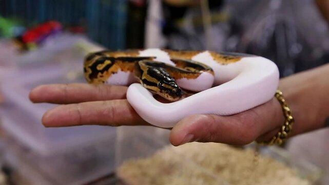 White and brown snake held by person, suitable for wildlife themed videos, exotic pet videos, stock videos, or animal care in video projects