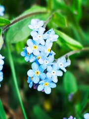 forget me not