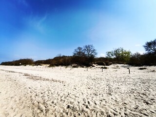 lonely tree on the beach