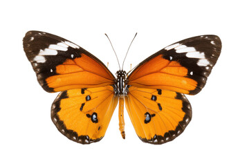 Obraz premium Plain Tiger Butterfly with striking orange wings and black and white markings on a transparent background vector Concept of metamorphosis, nature, and beauty
