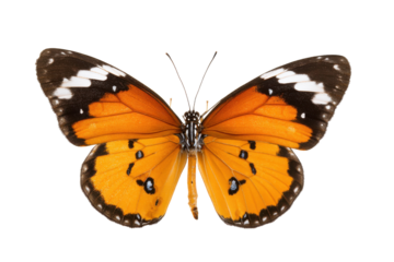 Plain Tiger Butterfly with striking orange wings and black and white markings on a transparent background vector Concept of metamorphosis, nature, and beauty