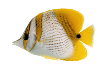 Striking Yellow and White Threadfin Butterflyfish on a Transparent Background Vector, a Tropical Fish with Unique Pattern and Vibrant Color