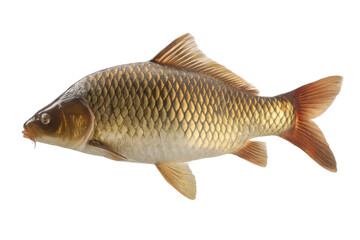 Closeup studio shot of a single common carp fish with golden scales on a transparent background vector, showcasing freshwater wildlife and angling