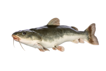 Isolated channel catfish on a transparent background vector, showcasing freshwater fish species for aquaculture, fishing, and culinary concepts