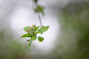 Pink bud and green leaves on an apple tree in detail on a twig.