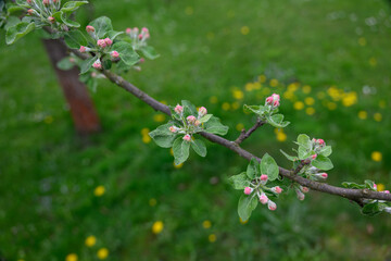 Pink bud and green leaves on an apple tree in detail on a twig.