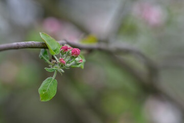 Pink bud and green leaves on an apple tree in detail on a twig.