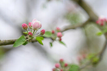Pink bud and green leaves on an apple tree in detail on a twig.