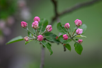 Pink bud and green leaves on an apple tree in detail on a twig.