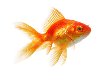 Elegant Goldfish with Flowing Fins on a Transparent Background Vector for Pet and Aquarium Concepts
