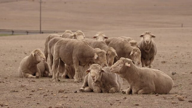 A flock of recently shorn Merino sheep rests on the dry, dusty ground of a farm in South Africa&rsquo;s Western Cape, surrounded by arid terrain.