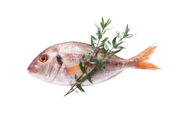 Fresh raw Gilthead bream fish decorated with rosemary sprig on a transparent background vector Concept of healthy eating, mediterranean cuisine, and seafood