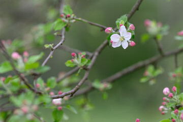 White pinkish apple blossom on a twig in close-up.