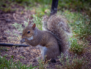 Squirrel having a snack in the grass.