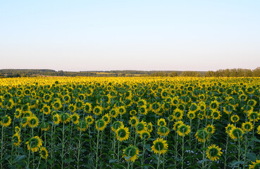 Fototapeta premium A vast field of sunflowers under a clear sky during golden hour