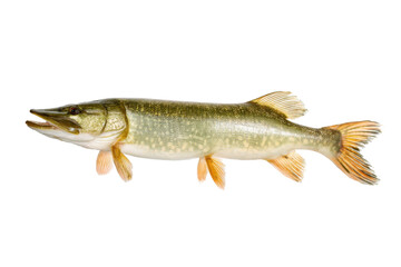 Northern Pike Fish Isolated on Transparent Background Vector for Fishing and Wildlife Concepts