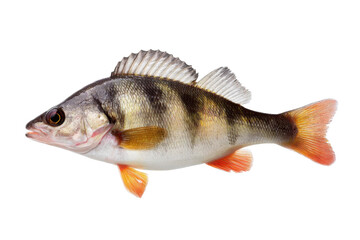 Fototapeta premium Fresh European perch fish with vibrant orange fins on a transparent background vector, showcasing freshwater wildlife and angling catch