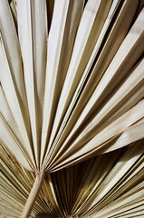 Dry palm leaf texture close up background . Aesthetic fine art wall print, wallpaper. Neutral beige color
