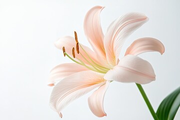 Obraz premium A delicate, pale pink lily with long, slender petals, isolated on a white background