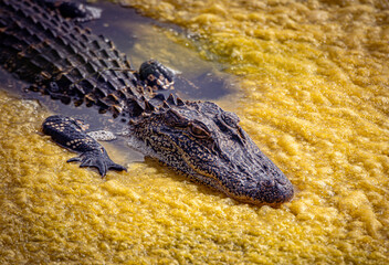Alligator in yellow foam.