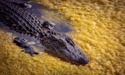 Alligator in yellow foam.