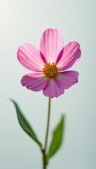 Fototapeta premium A single flower blooms on a pristine white surface with no visible background, blossom, delicate, clean
