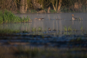 A wild goose and its chick are swimming.