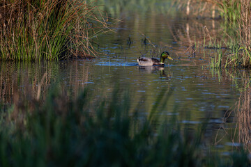 Male duck on the surface of the lake.