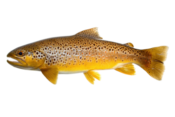 Isolated Brown Trout Fish with Detailed Markings on a Transparent Background Vector for Fishing and Wildlife Concepts