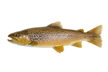 Freshly caught brown trout fish with speckled pattern on a transparent background vector, showcasing angling and freshwater fishing