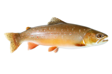 Isolated brook trout with vibrant orange spots on a transparent background vector, showcasing freshwater fish and wildlife Concept of fishing, nature, and cuisine