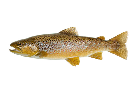 Freshly caught brown trout fish with speckled pattern on a transparent background vector, showcasing angling and freshwater fishing