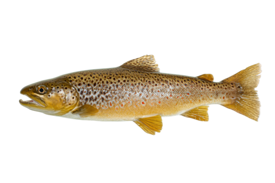 Freshly caught brown trout fish with speckled pattern on a transparent background vector, showcasing angling and freshwater fishing