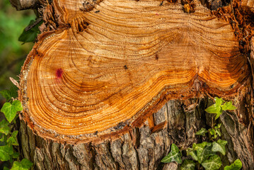 Tree stump with visible growth rings and ants in forest
