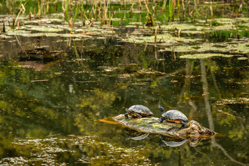 Turtles sunbathing on log in tranquil pond

