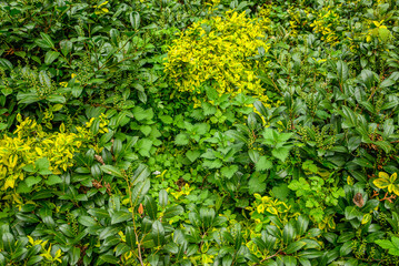 Spring foliage with lush green and yellow leaves in arboretum
