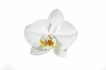 Delicate white orchid blossom, isolated on pure white background, elegant, isolated