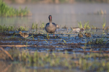 Little geese on the shore of a pond with an adult goose.
