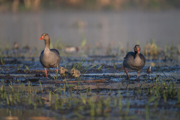 Little geese on the shore of a pond with an adult goose.
