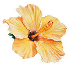 Vibrant Watercolor Illustration of a Yellow Hibiscus Flower with Intricate Details - Isolated on Transparent Background PNG