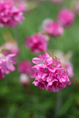beautiful flowers of Armeria maritima, the thrift, sea thrift or sea pink in the garden 