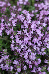Fototapeta premium purple flowers of thyme in the spring garden, macro photo