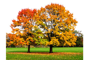 Naklejka premium Two Beautiful autumn trees in the park, isolated on a transparent background