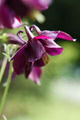 Aquilegia vulgaris, commonly known as the columbine, is a genus of flowering plants in the family...